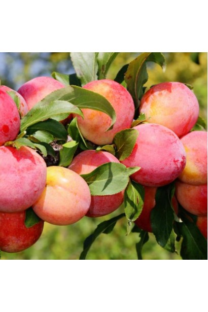 Гілка сливи Персикова з достиглими фруктами наприкінці липня